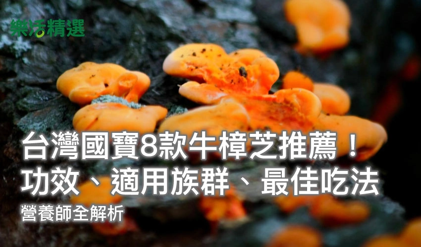 【2025】台灣國寶8款牛樟芝推薦!功效、適用族群、最佳吃法全解析