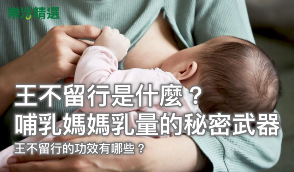 王不留行是什麼?哺乳媽媽乳量的秘密武器:王不留行的功效有哪些?