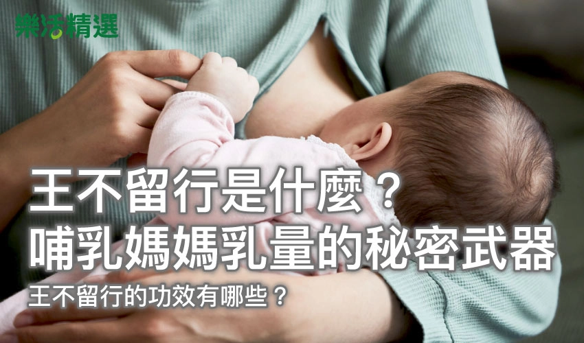 王不留行是什麼？哺乳媽媽乳量的秘密武器：王不留行的功效有哪些？