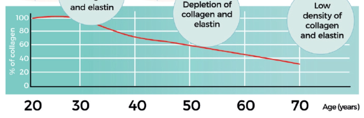 50歲體內中的膠原蛋白，含量僅剩40-60%